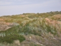 Dünen 01
