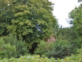 Grün 01