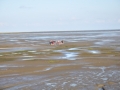 Wattenmeer 04