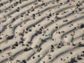 Wattenmeer