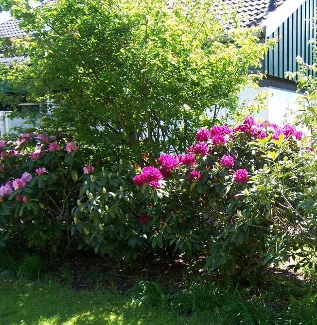 blühende Rhododendren